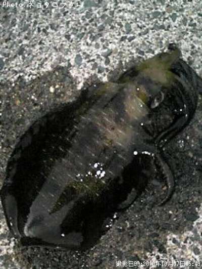 �����ꥤ��