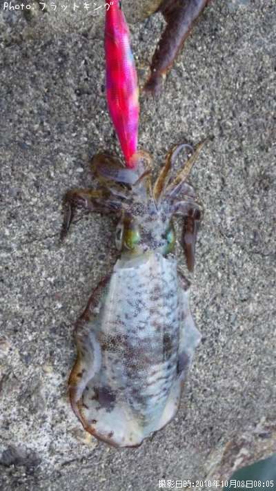 �����ꥤ��