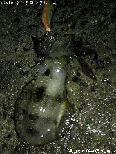 �����ꥤ��