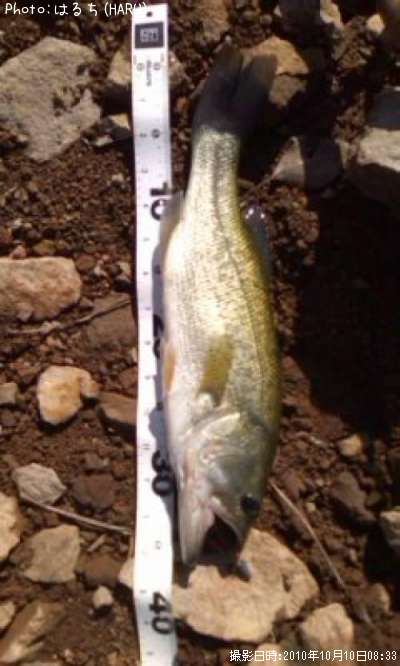 �֥�å��Х�