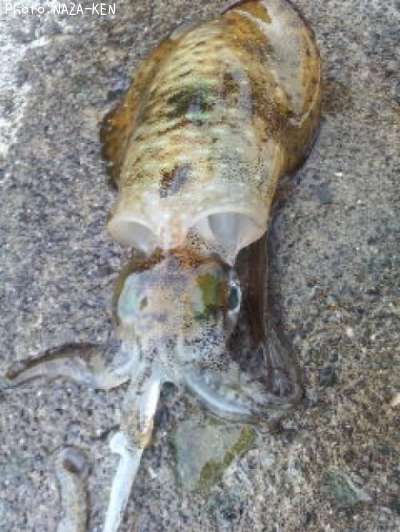 �����ꥤ��