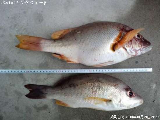 ���Ƥ�ե��ե������ʥ��֥�����