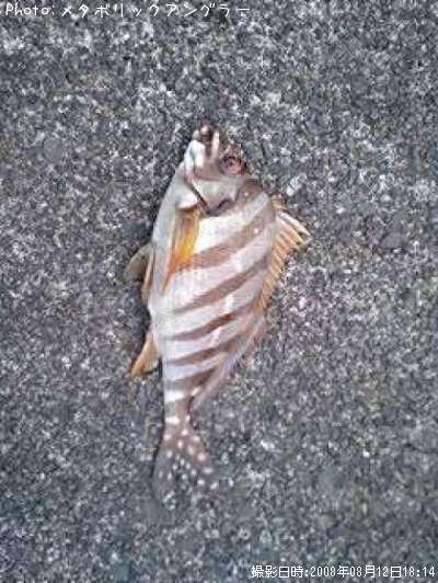 �����Υϥ���