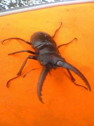 �Υ����ꥯ�塞��