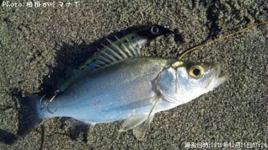 �ҥ饻����