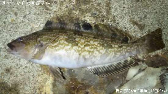 �����ʥ�