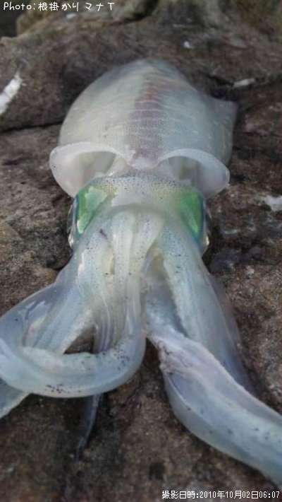 �����ꥤ��