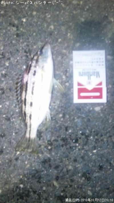 ���ޥ�����