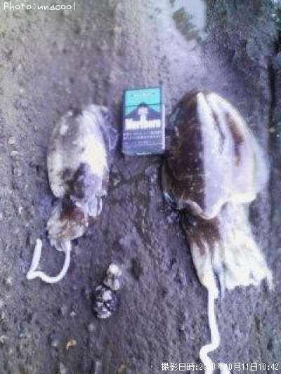 ���ߥ���