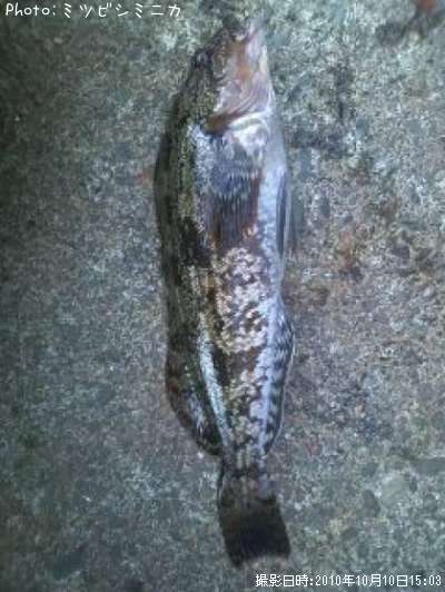 �����ʥ�