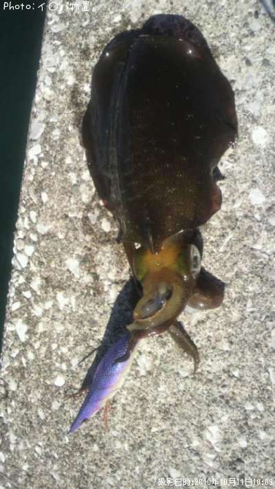 �����ꥤ��