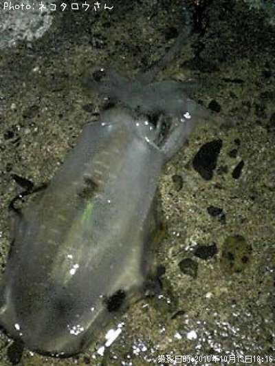 �����ꥤ��