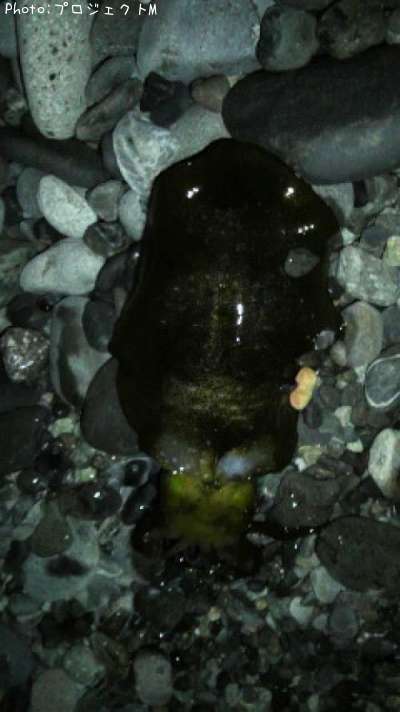 �����ꥤ��