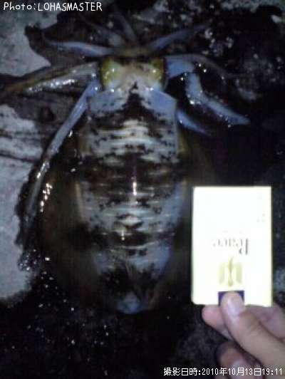 �����ꥤ��