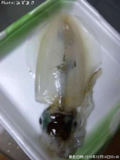 �����ꥤ��