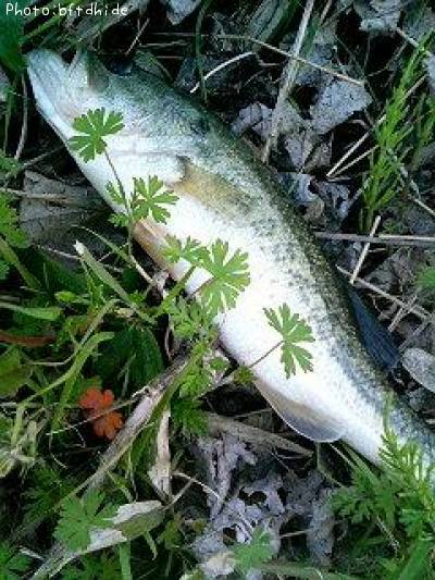 �֥�å��Х�