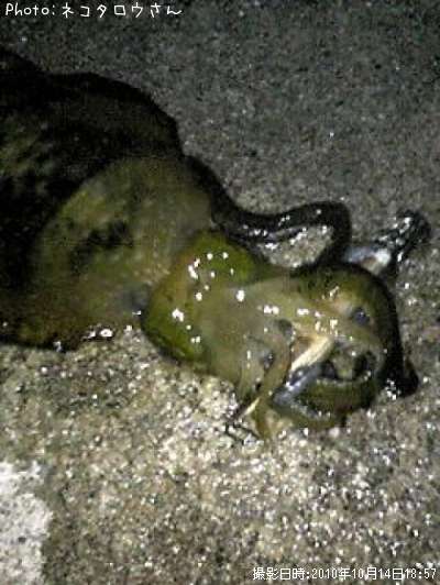 �����ꥤ��