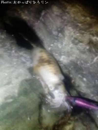 �����ꥤ��