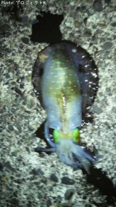 �����ꥤ��