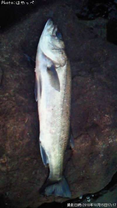 �����Х�