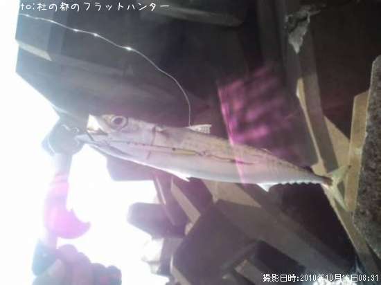 ���ޥ���