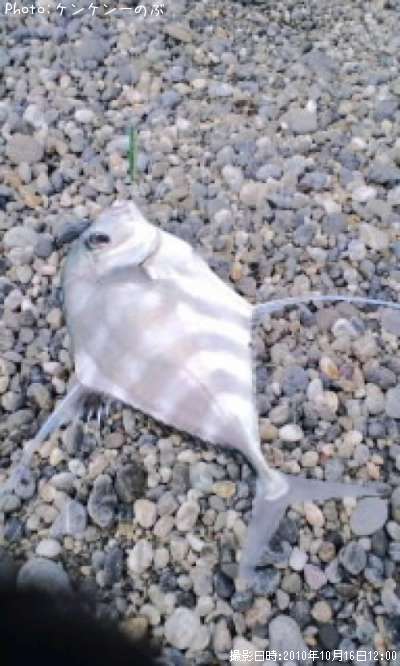 ���ȥҥ�����