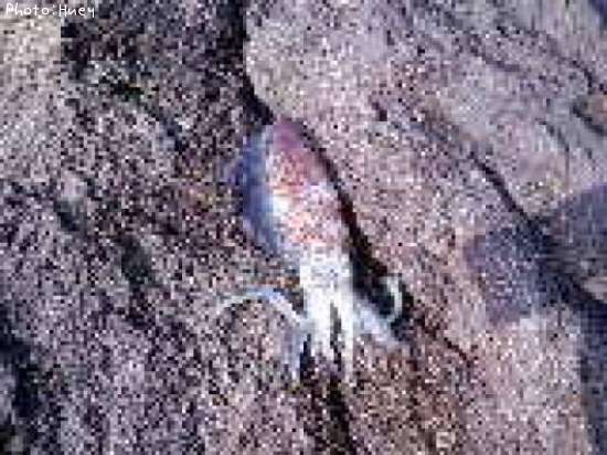 �����ꥤ��