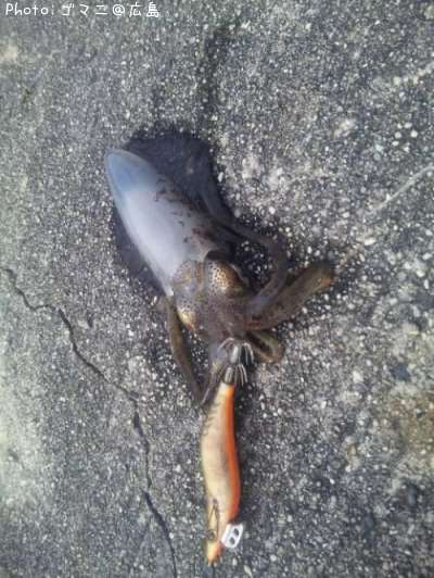 �����ꥤ��