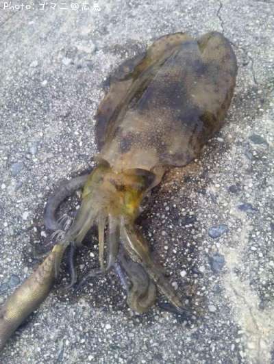 �����ꥤ��