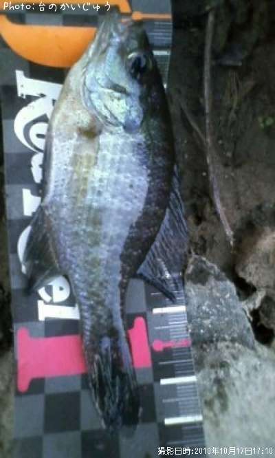 �֥롼����