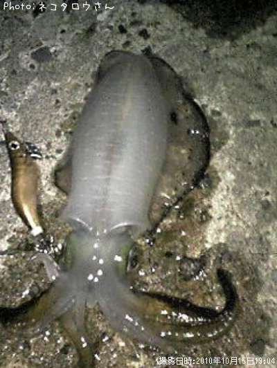 �����ꥤ��