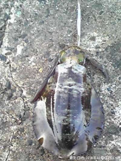 �����ꥤ��