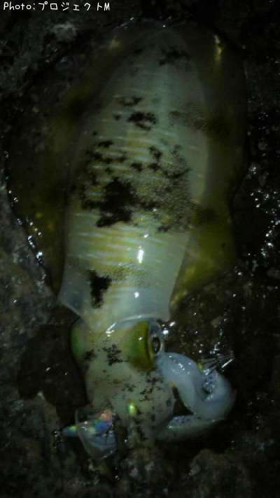 �����ꥤ��