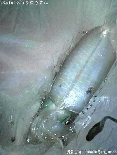 �����ꥤ��