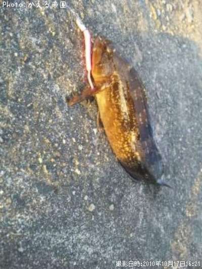 �����ʥ�