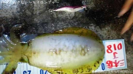 �����ꥤ��