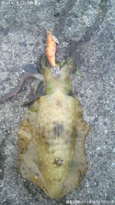 �����ꥤ��