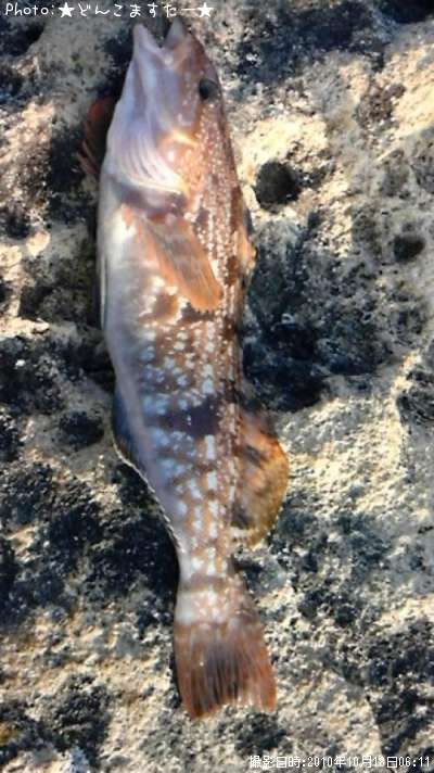 �����ʥ�