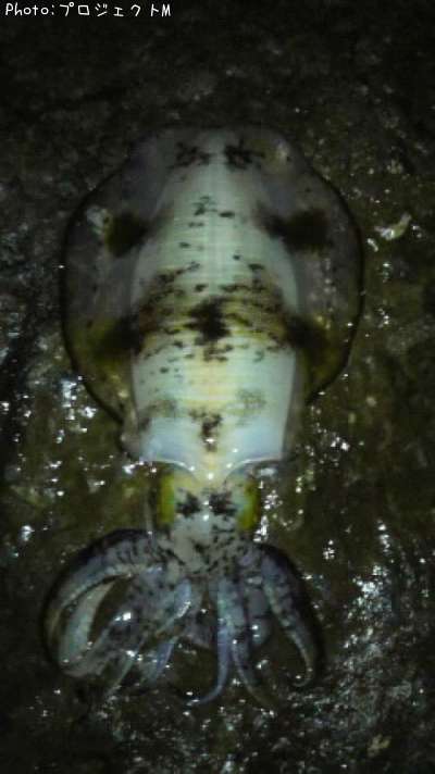 �����ꥤ��