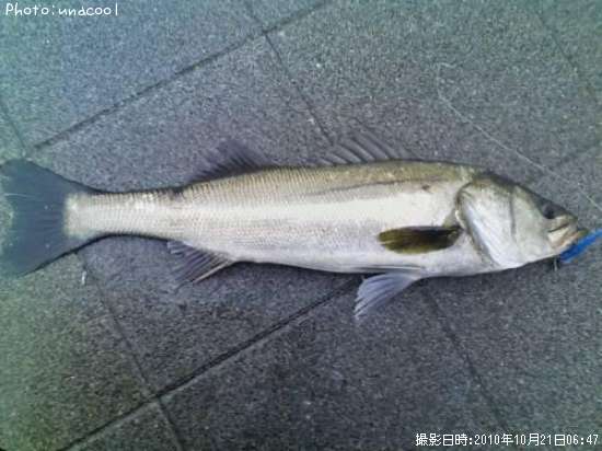 �����Х�