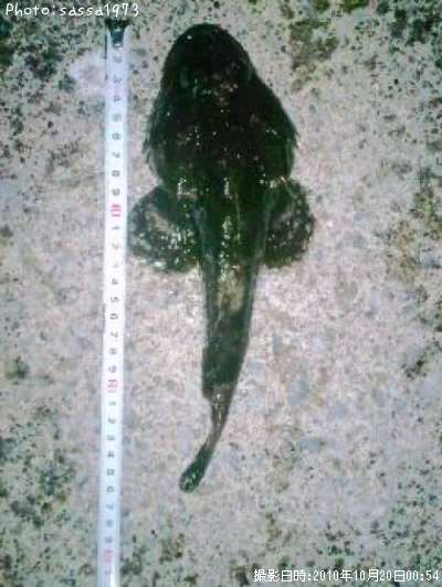 �ȥ��٥ĥ�����