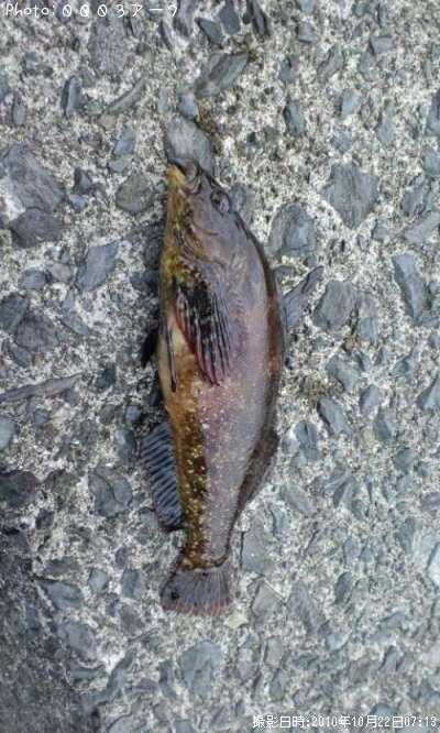 �����ʥ�