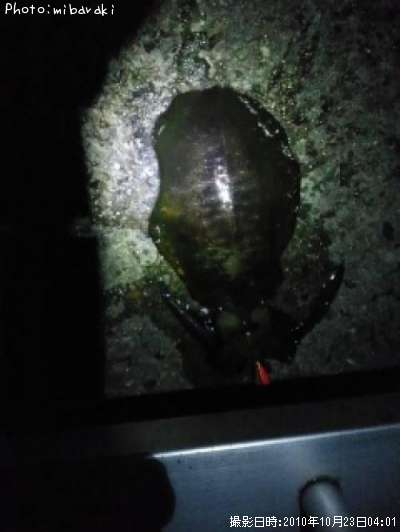 �����ꥤ��