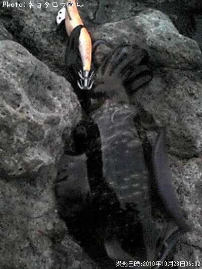 �����ꥤ��