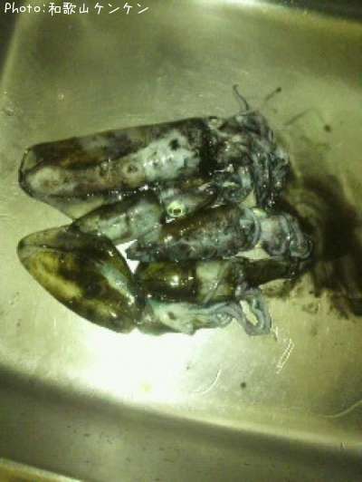 �����ꥤ��