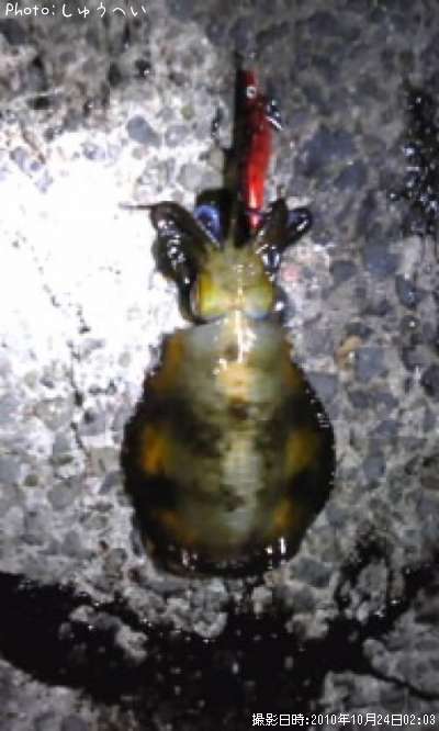 �����ꥤ��