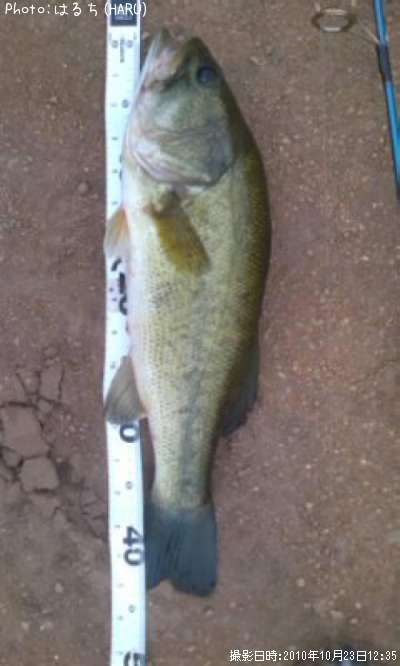 �֥�å��Х�