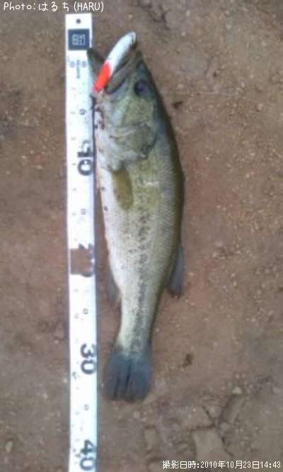 �֥�å��Х�