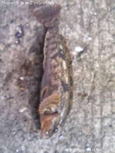 �����ʥ�