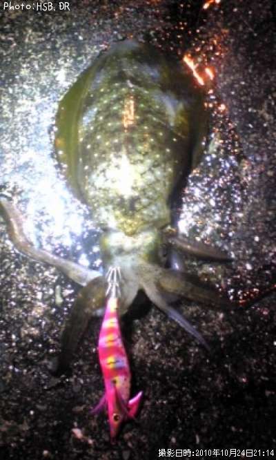 �����ꥤ��